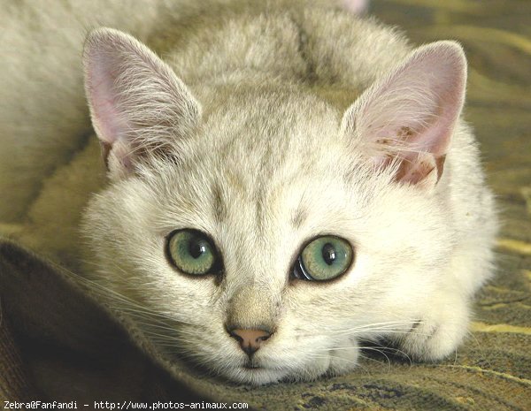 Photo de British shorthair