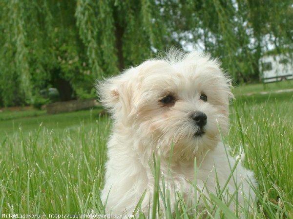 Photo de Bichon maltais