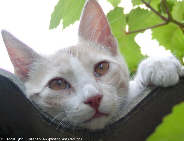 Photo de Chat domestique