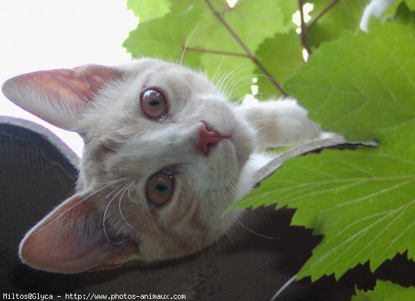 Photo de Chat domestique