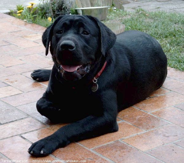 Photo de Labrador retriever