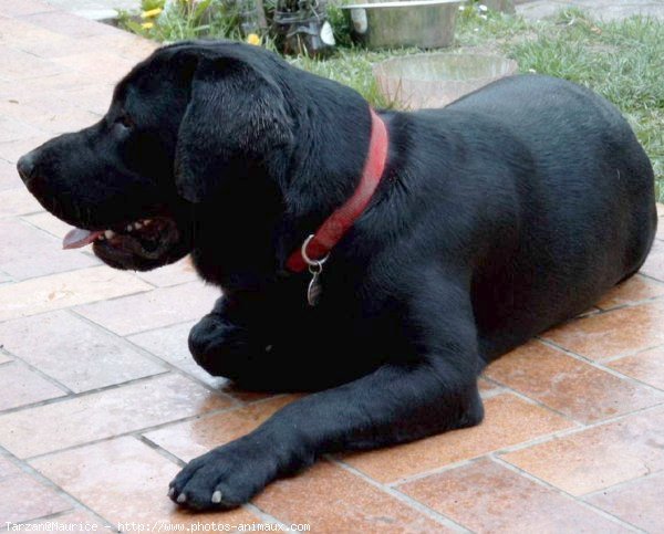 Photo de Labrador retriever