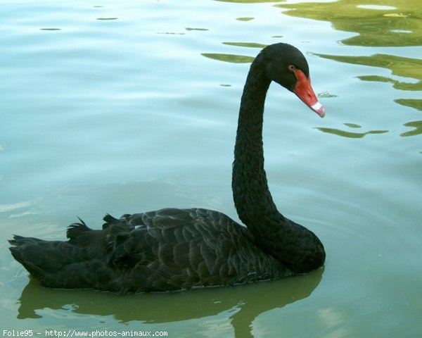 Photo de Cygne