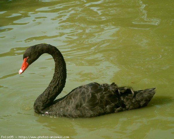 Photo de Cygne