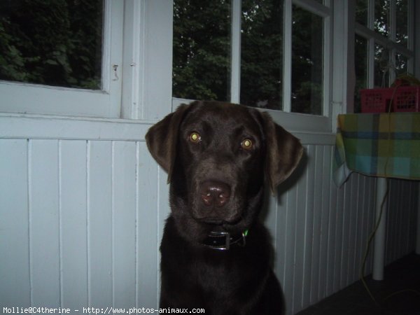 Photo de Labrador retriever