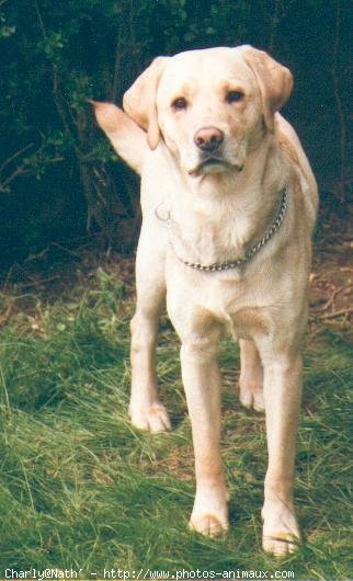 Photo de Labrador retriever