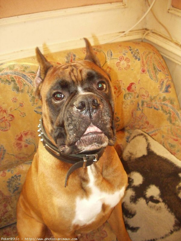 Photo de Boxer