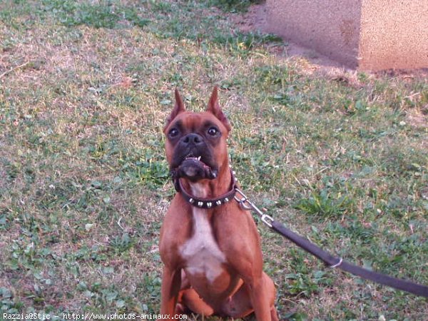 Photo de Boxer