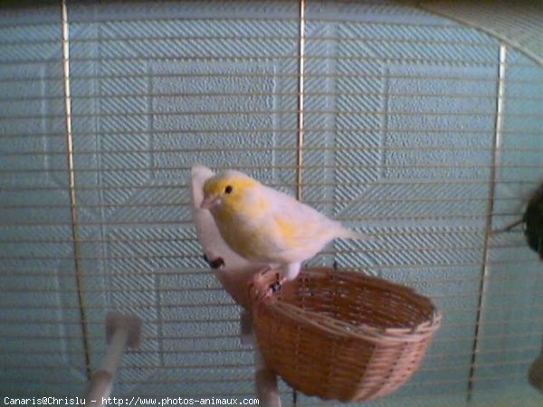 Photo de Canari