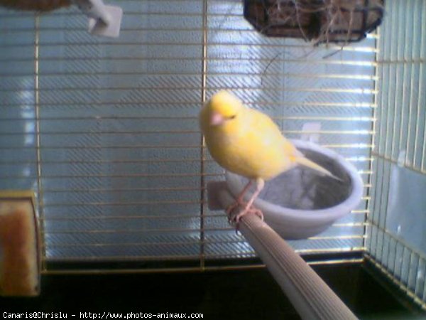 Photo de Canari