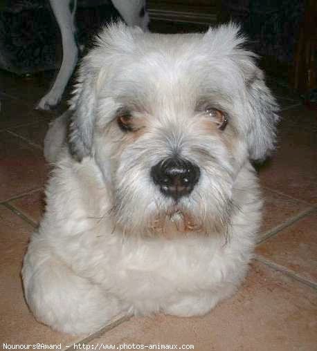 Photo de Lhassa apso