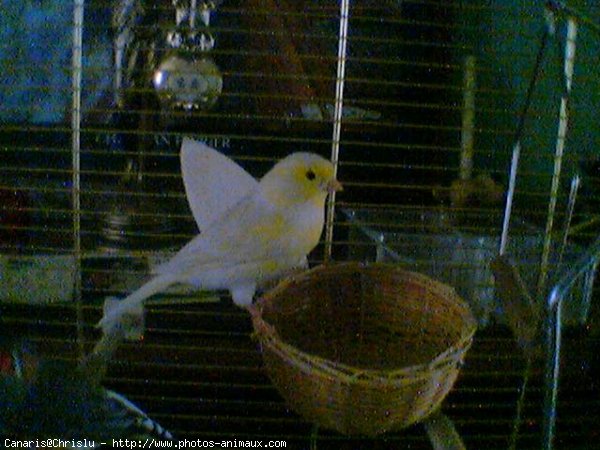 Photo de Canari