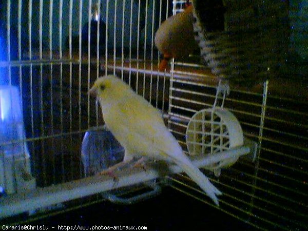 Photo de Canari