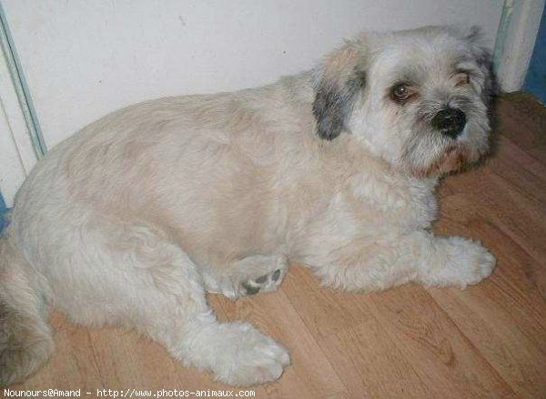 Photo de Lhassa apso