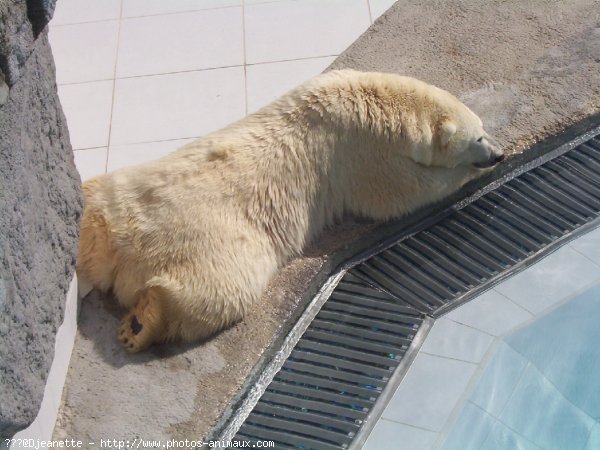 Photo d'Ours