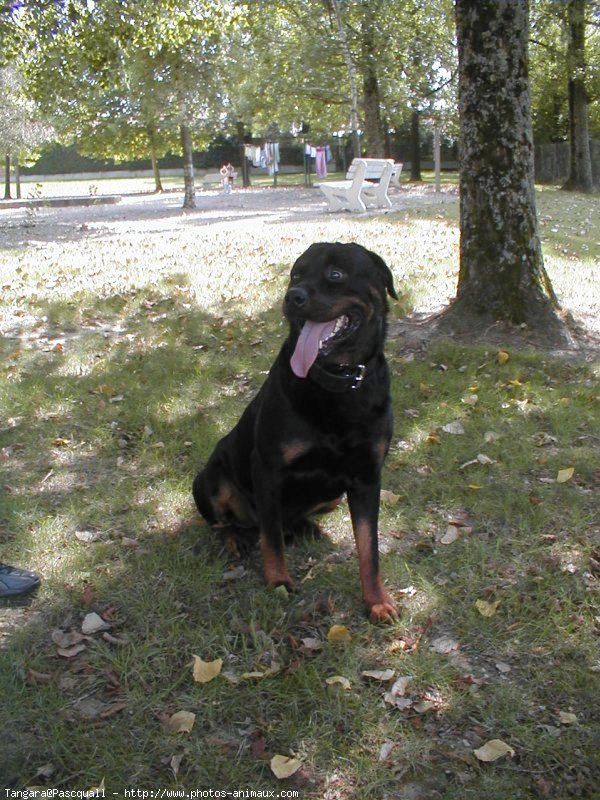 Photo de Rottweiler