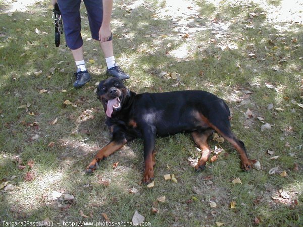 Photo de Rottweiler