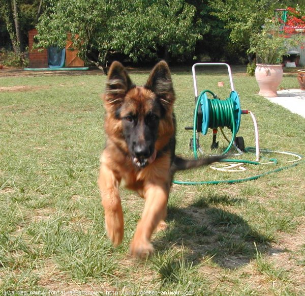 Photo de Berger allemand  poil court