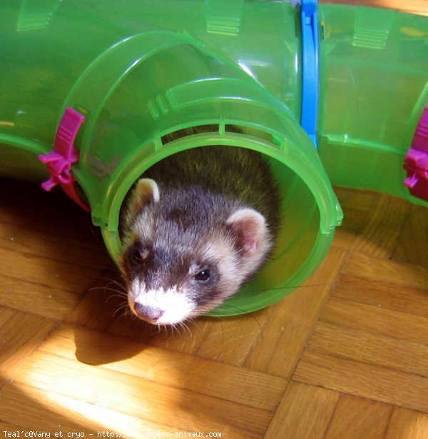 Photo de Furet