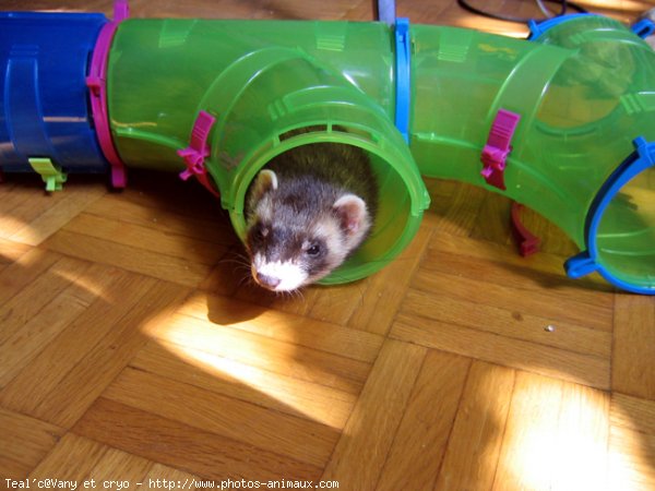 Photo de Furet