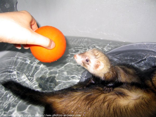 Photo de Furet