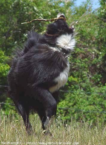 Photo de Border collie