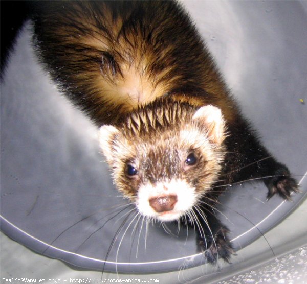 Photo de Furet