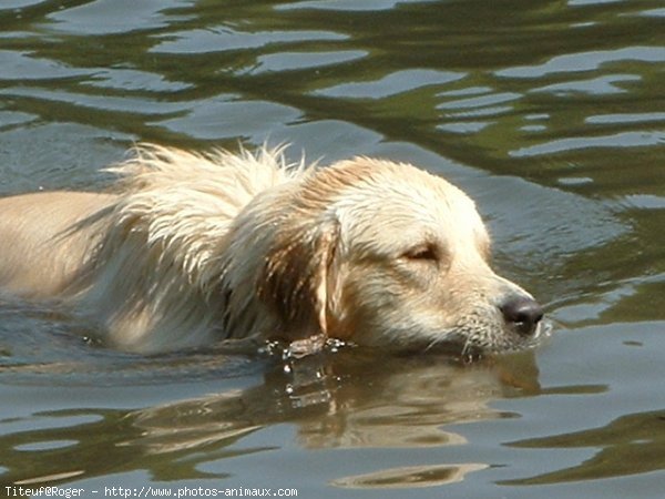 Photo de Golden retriever