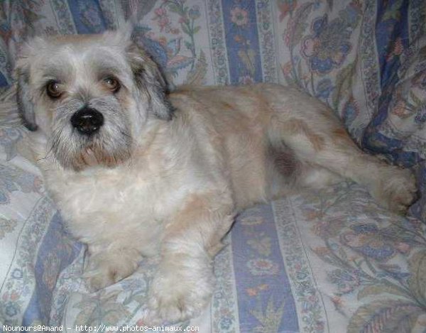 Photo de Lhassa apso