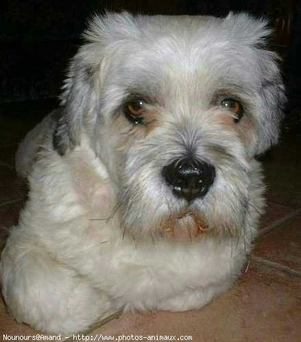 Photo de Lhassa apso