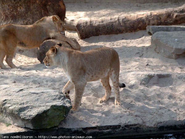 Photo de Lion