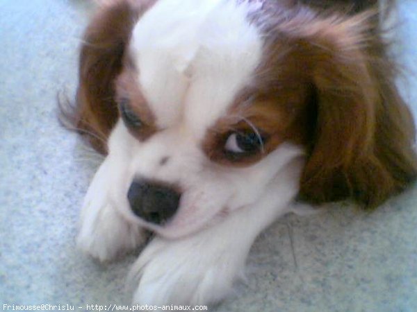 Photo de Cavalier king charles spaniel