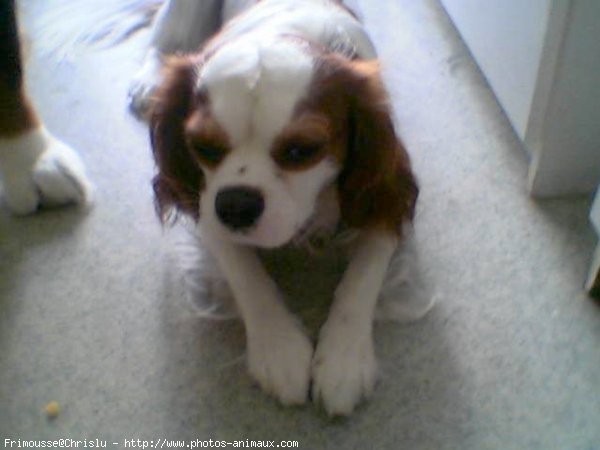 Photo de Cavalier king charles spaniel