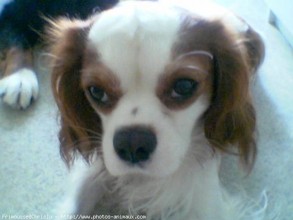 Photo de Cavalier king charles spaniel