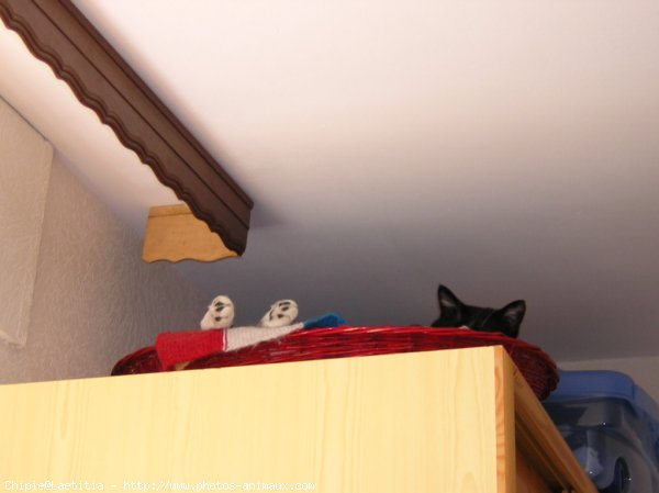 Photo de Chat domestique