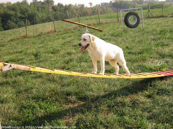 Photo de Labrador retriever