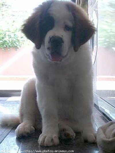 Photo de Saint-bernard poil long