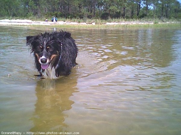 Photo de Berger australien