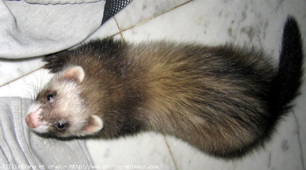 Photo de Furet