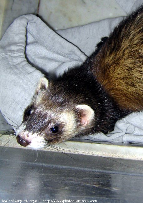 Photo de Furet