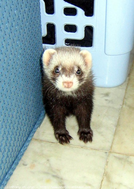 Photo de Furet