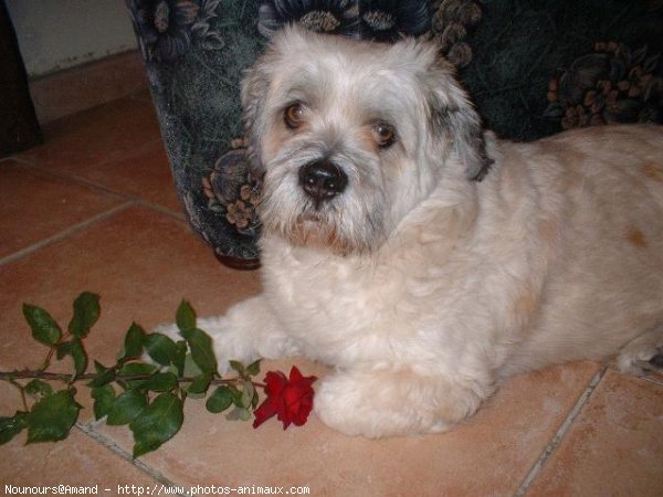 Photo de Lhassa apso