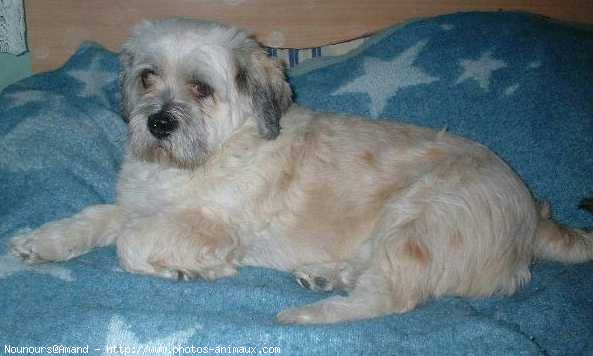 Photo de Lhassa apso