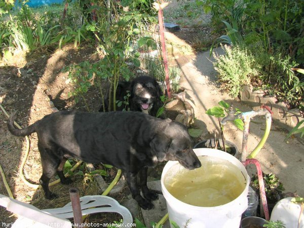 Photo de Labrador retriever