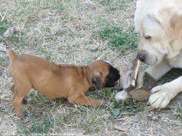 Photo de Labrador retriever