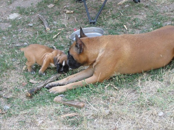 Photo de Boxer