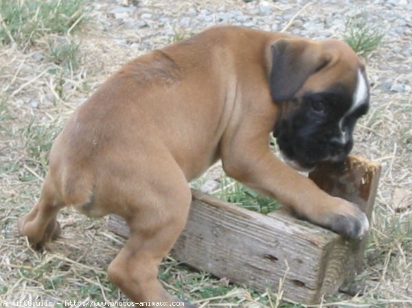 Photo de Boxer