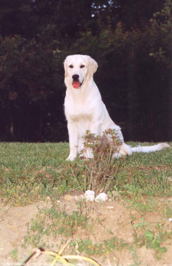 Photo de Golden retriever