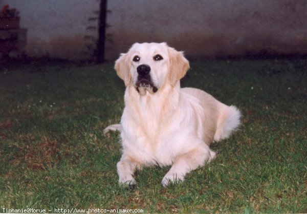 Photo de Golden retriever