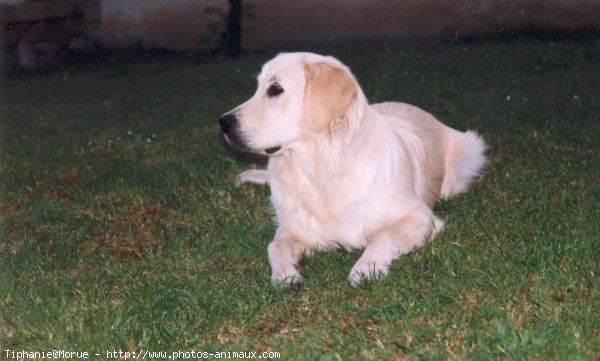 Photo de Golden retriever